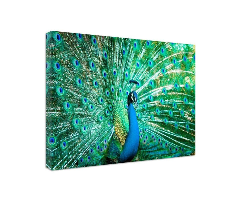 Kanva - Portrait Of A Peacock  Home Trends DECO