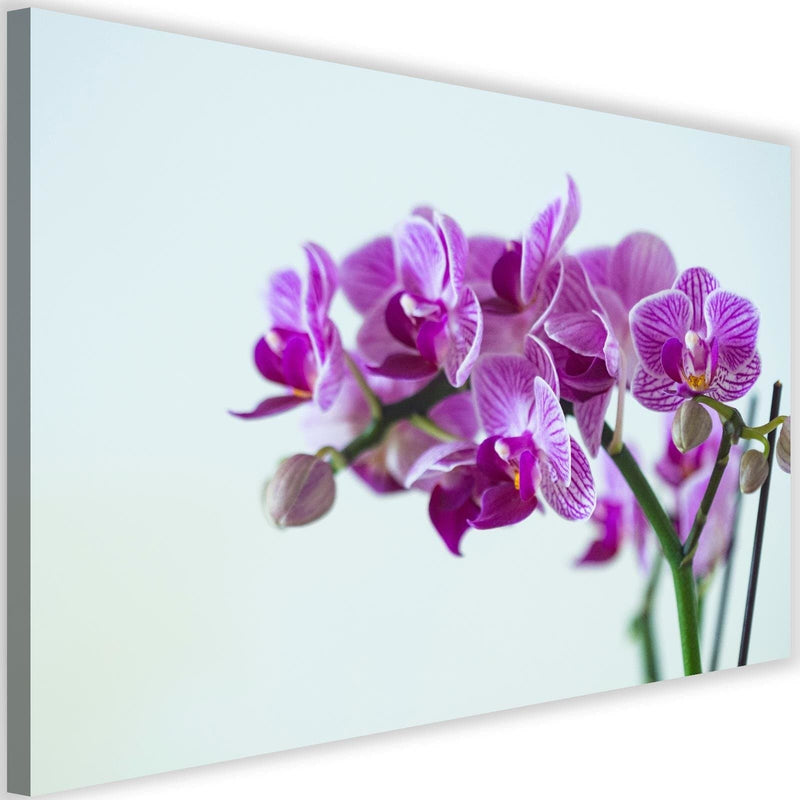 Kanva - Purple Orchid  Home Trends DECO