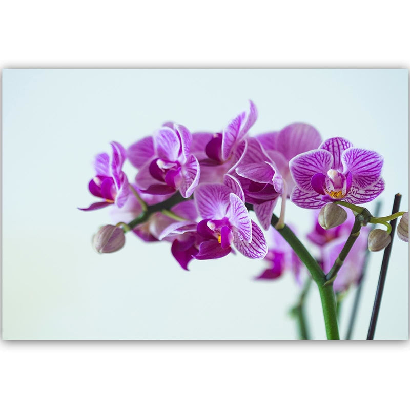 Kanva - Purple Orchid  Home Trends DECO