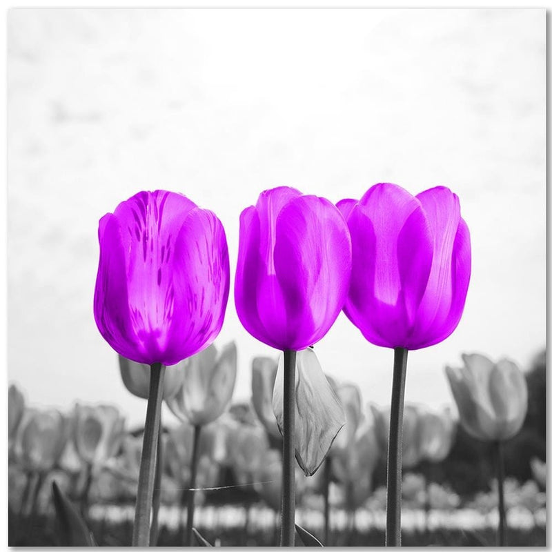 Kanva - Purple Tulips  Home Trends DECO