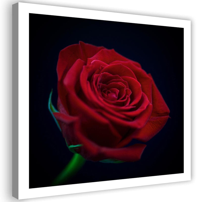 Kanva - Red Rose In The Dark  Home Trends DECO