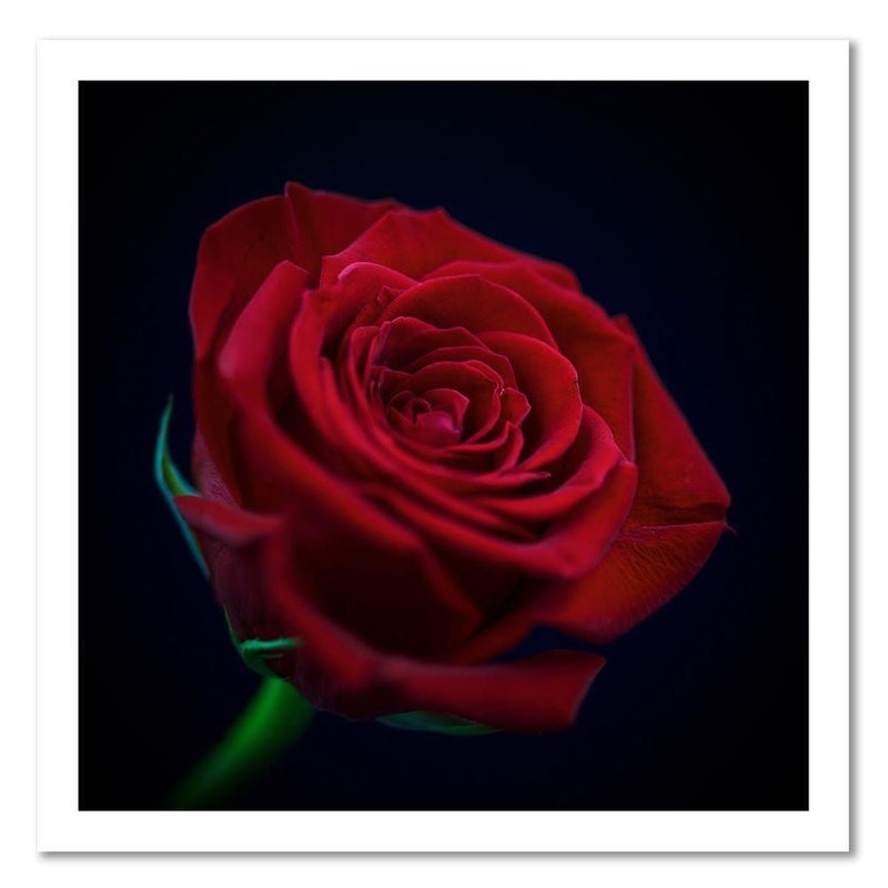 Kanva - Red Rose In The Dark  Home Trends DECO