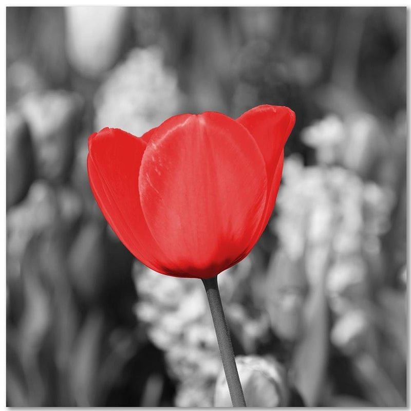 Kanva - Red Tulip On The Meadow  Home Trends DECO