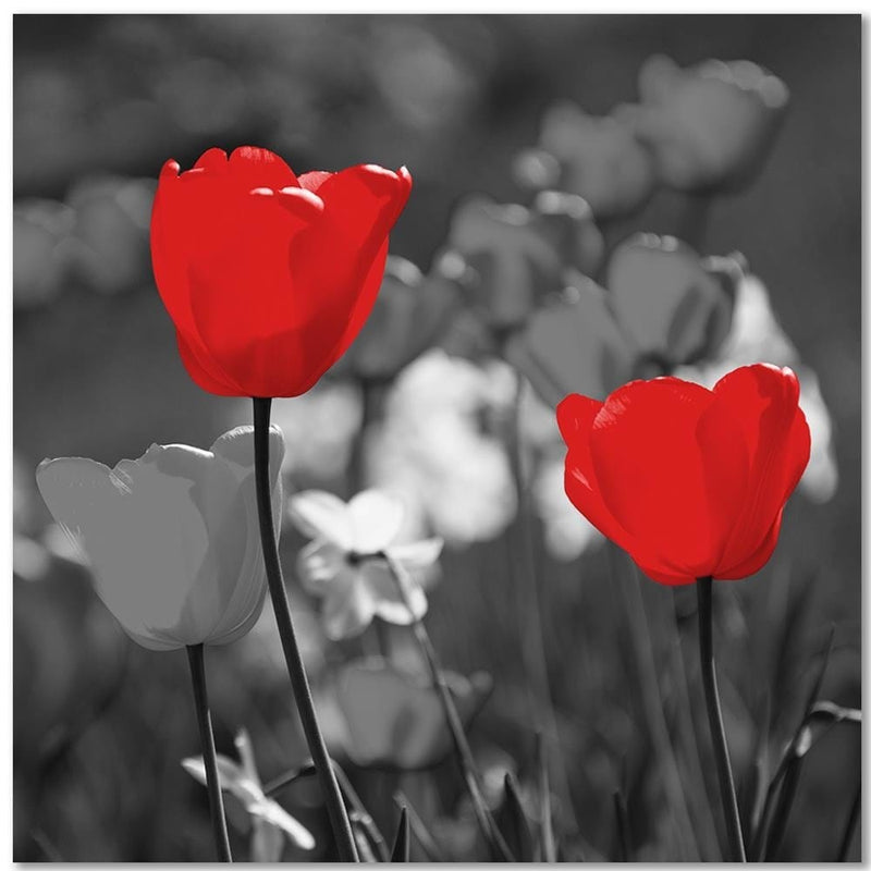 Kanva - Red Tulips In Gray  Home Trends DECO