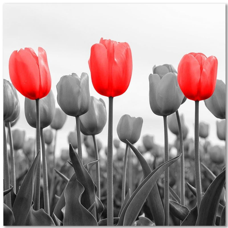 Kanva - Red Tulips On The Meadow  Home Trends DECO