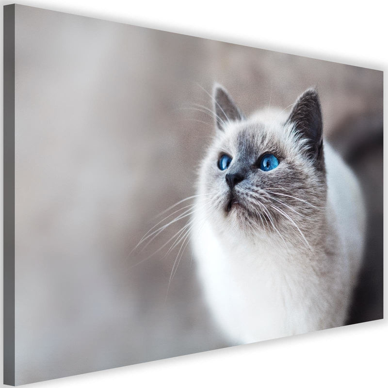 Kanva - Siberian Cat  Home Trends DECO