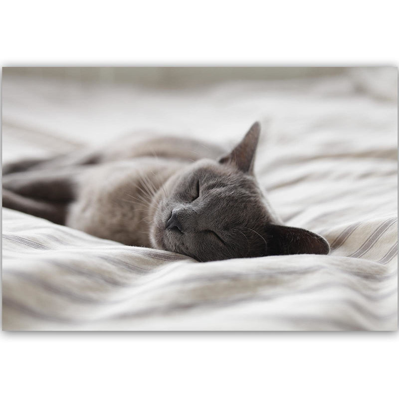 Kanva - Sleepy Cat  Home Trends DECO