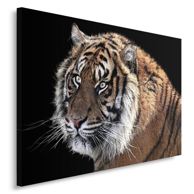 Kanva - Tiger 3  Home Trends DECO