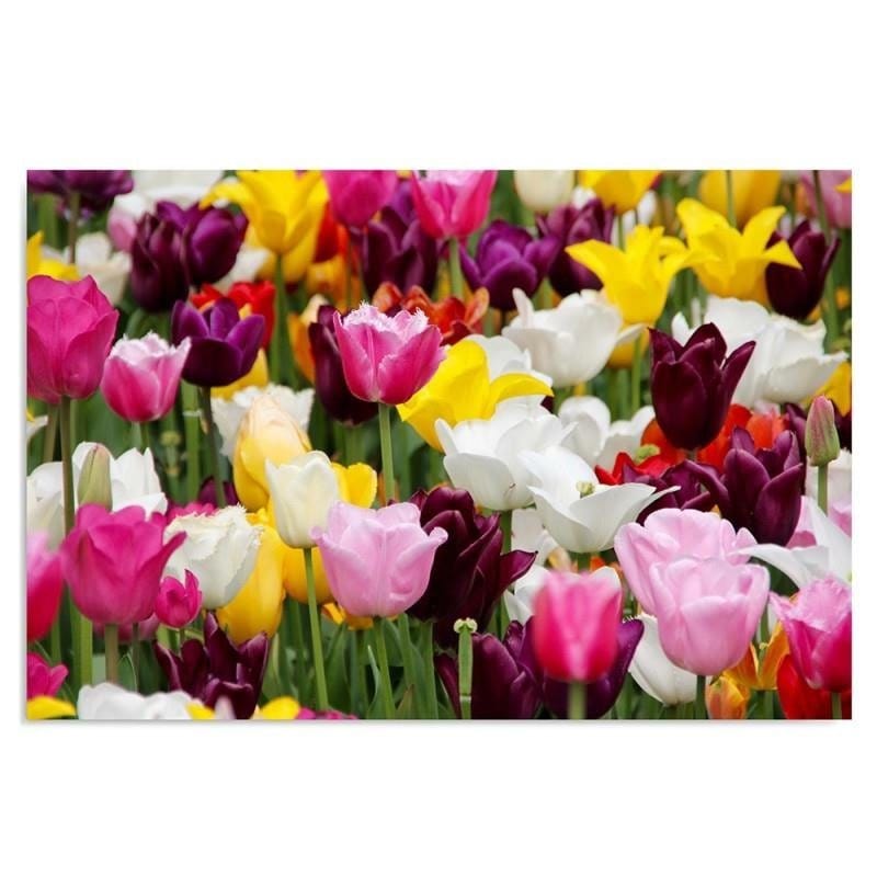 Kanva - Tulips 4  Home Trends DECO