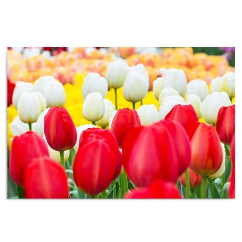 Kanva - Tulips  Home Trends DECO