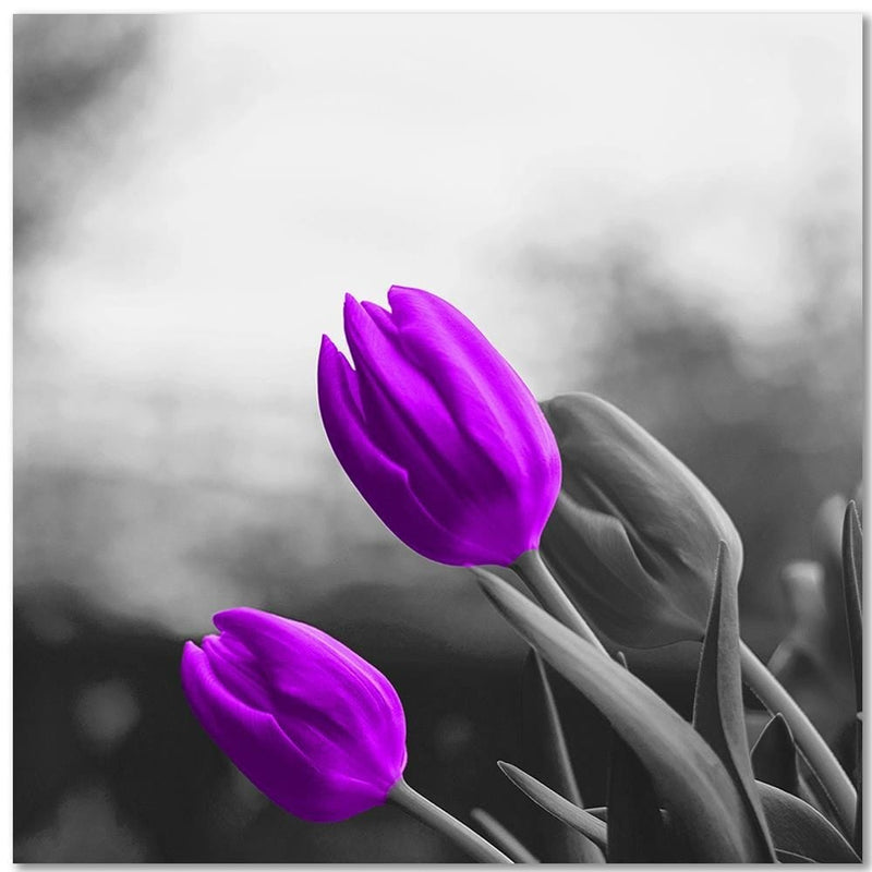 Kanva - Two Purple Tulips  Home Trends DECO