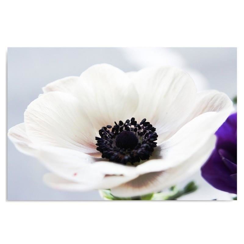 Kanva - White Anemone On A Gray Background  Home Trends DECO