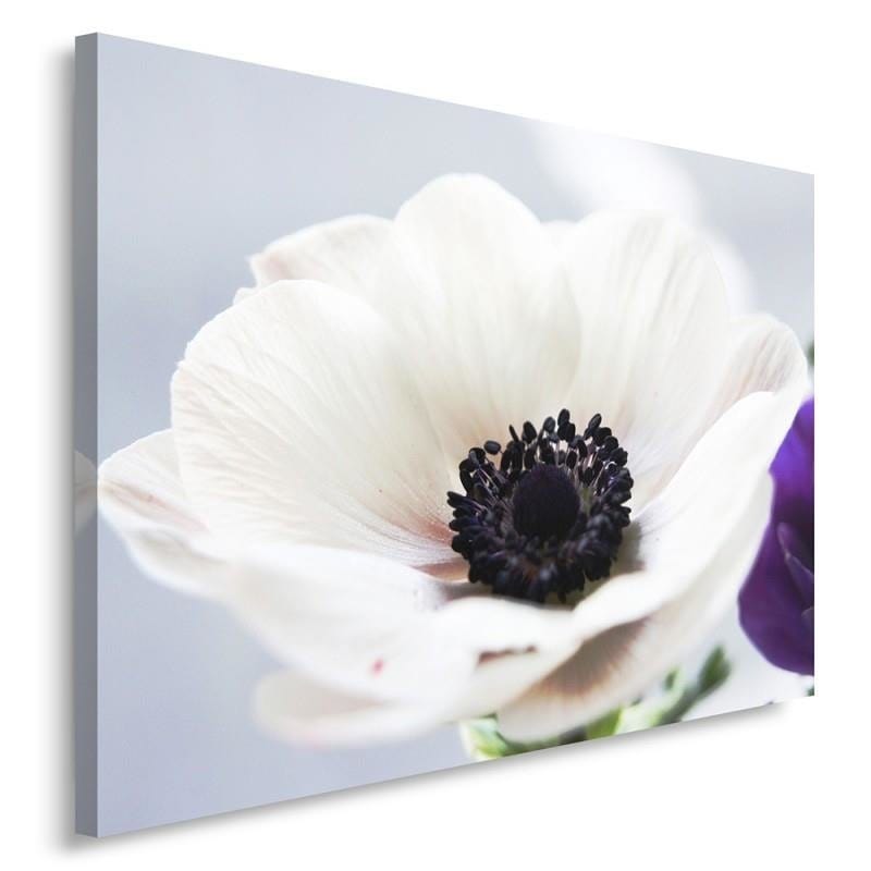 Kanva - White Anemone On A Gray Background  Home Trends DECO