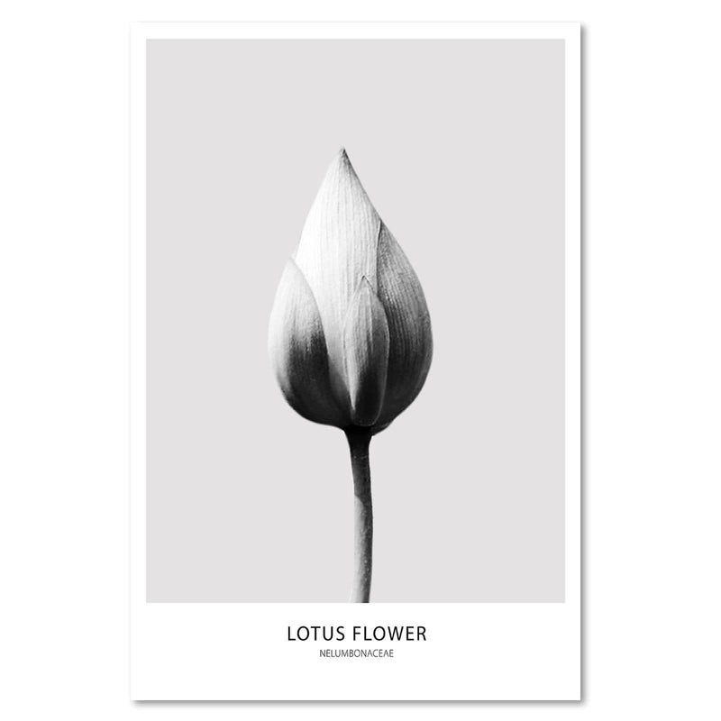 Kanva - White Lotus Bud  Home Trends DECO