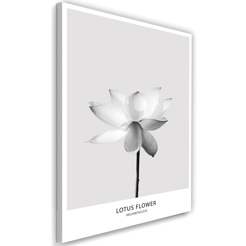 Kanva - White Lotus Flower  Home Trends DECO