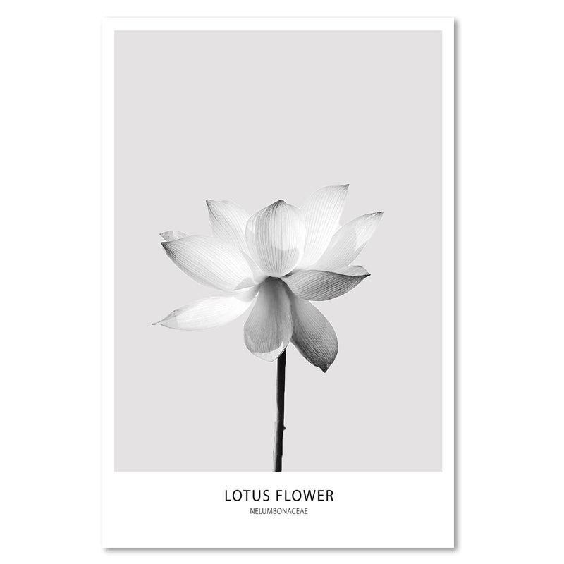 Kanva - White Lotus Flower  Home Trends DECO