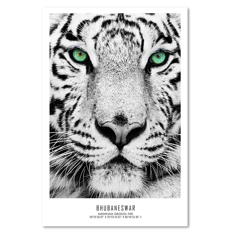 Kanva - White Tiger  Home Trends DECO