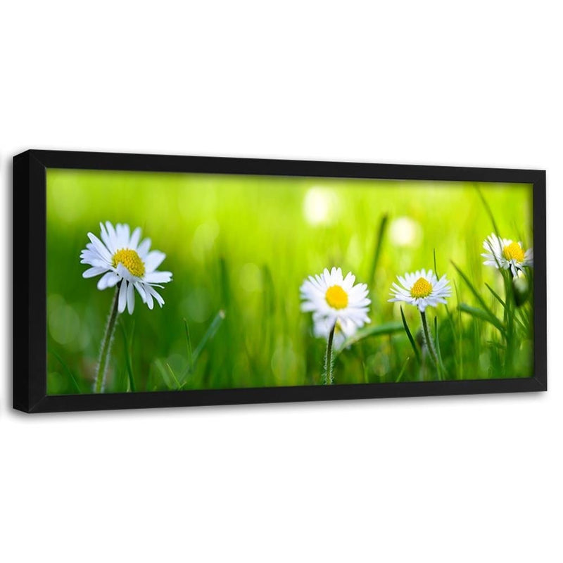 Picture in black frame PANORAMA, Daisy Flower  Home Trends