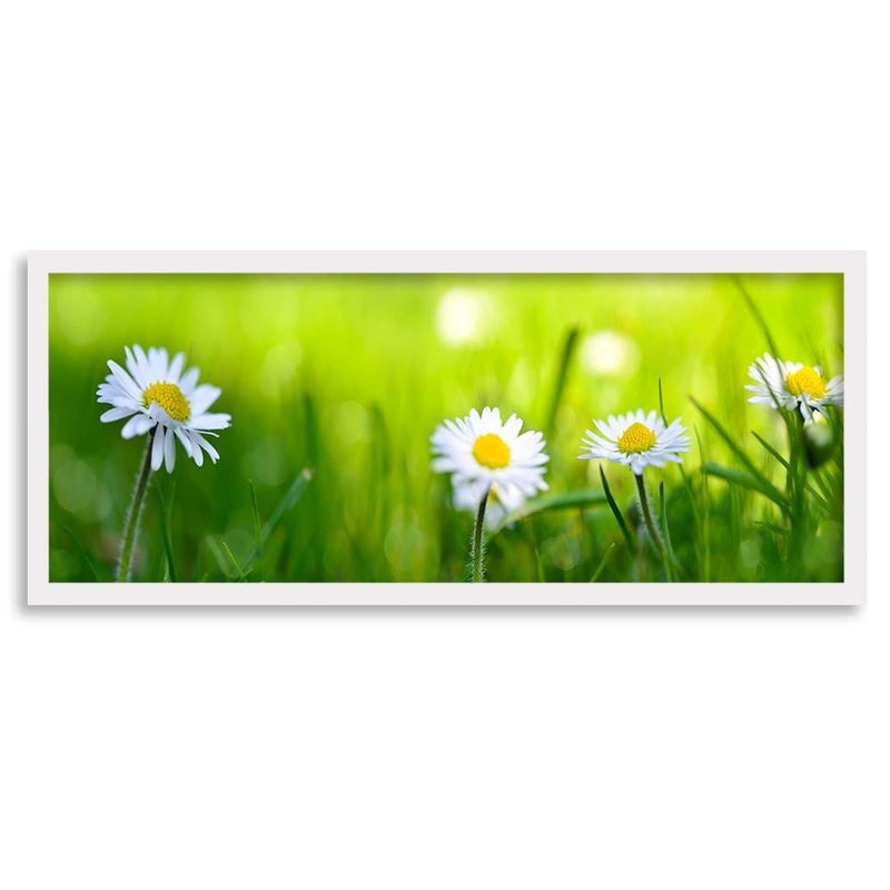 Picture in white frame PANORAMA, Daisy Flower  Home Trends