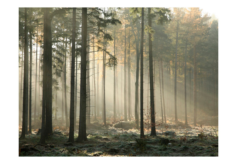 Fototapetes ar mežu - Miglains novembra rīts