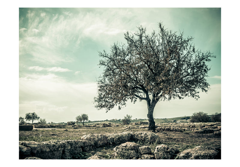 Fototapetes - Vintāža koks