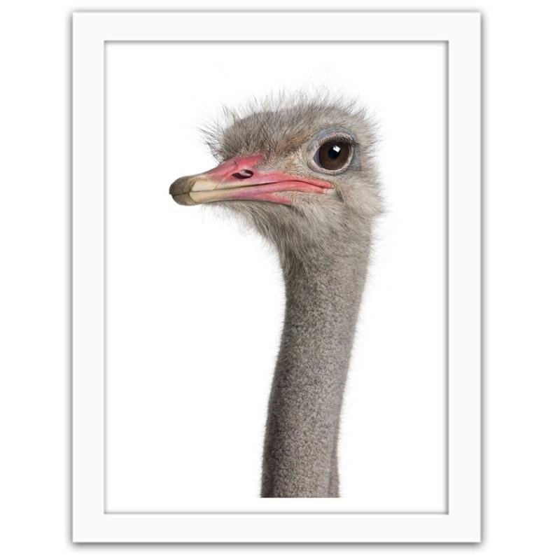 Glezna baltā rāmī - The ostrich head 