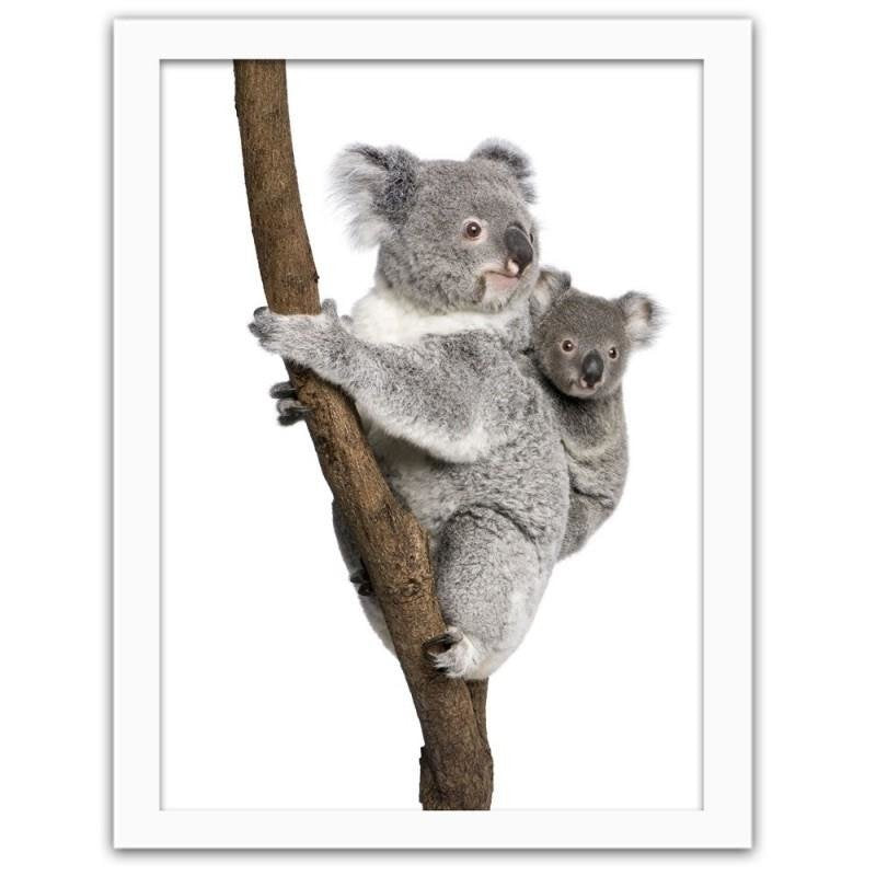 Glezna baltā rāmī - Koala climbing a tree 