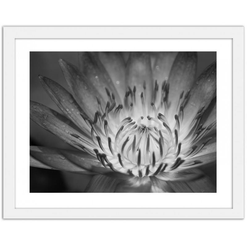Glezna baltā rāmī - Lotus flower 2 