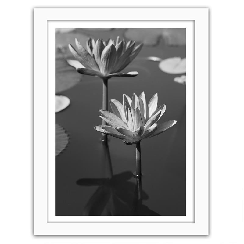 Glezna baltā rāmī - Lilies in the pond 
