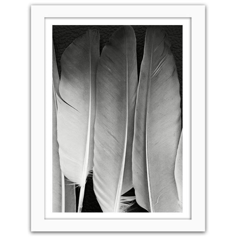 Glezna baltā rāmī - Feathers in black and white 