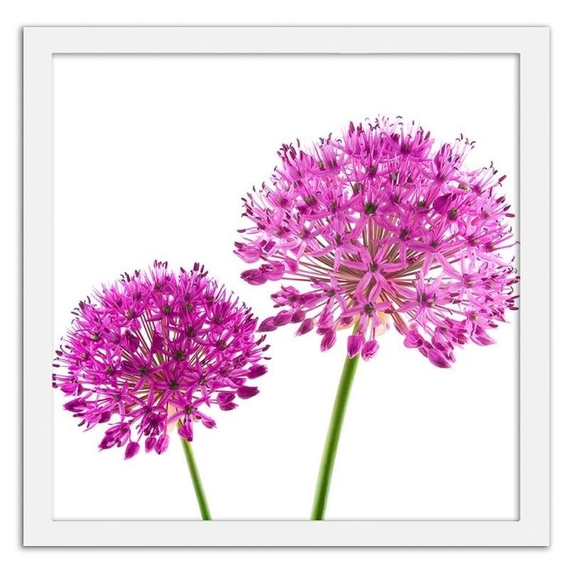 Glezna baltā rāmī - Pink garlic flower 