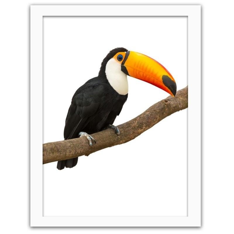 Glezna baltā rāmī - Toucan 