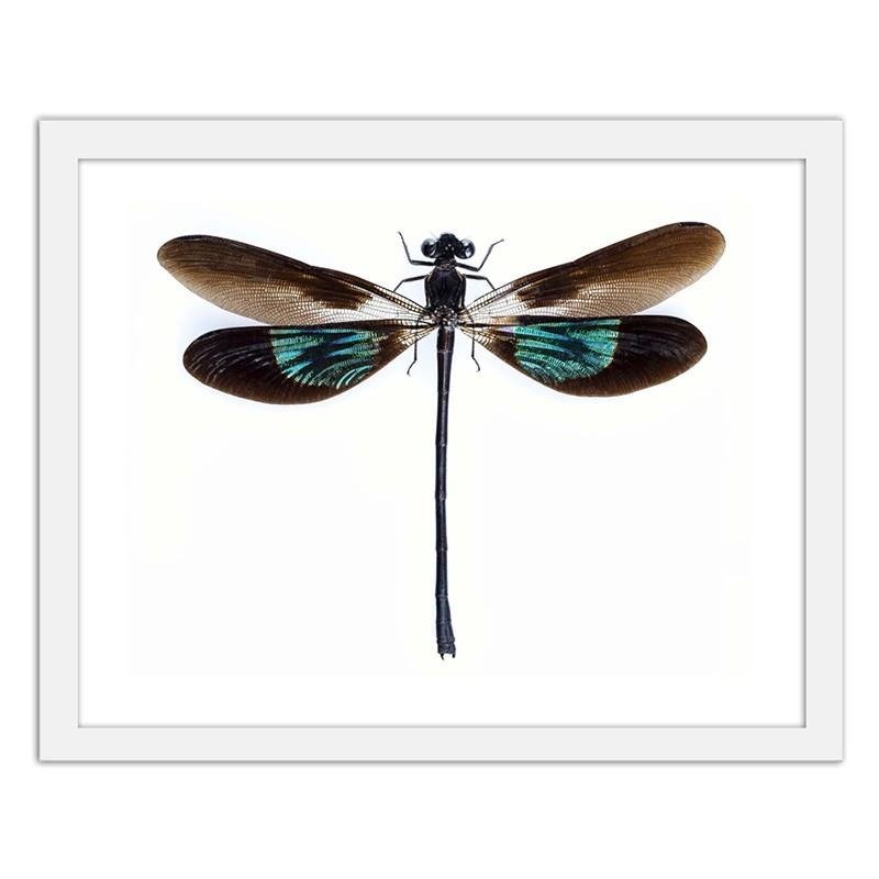 Glezna baltā rāmī - Dragonfly 