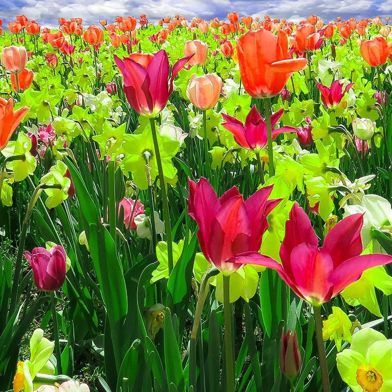 Dekoratīvais panelis - Meadow Tulips 