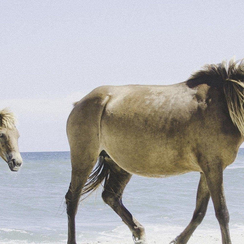 Dekoratīvais panelis - Horses On The Beach 