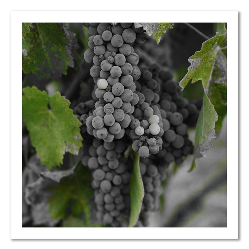 Dekoratīvais panelis - Grapes 2 