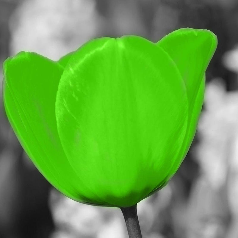 Glezna baltā rāmī - Green Poppy Meadow 