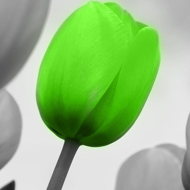 Glezna baltā rāmī - Green Poppy Flower 