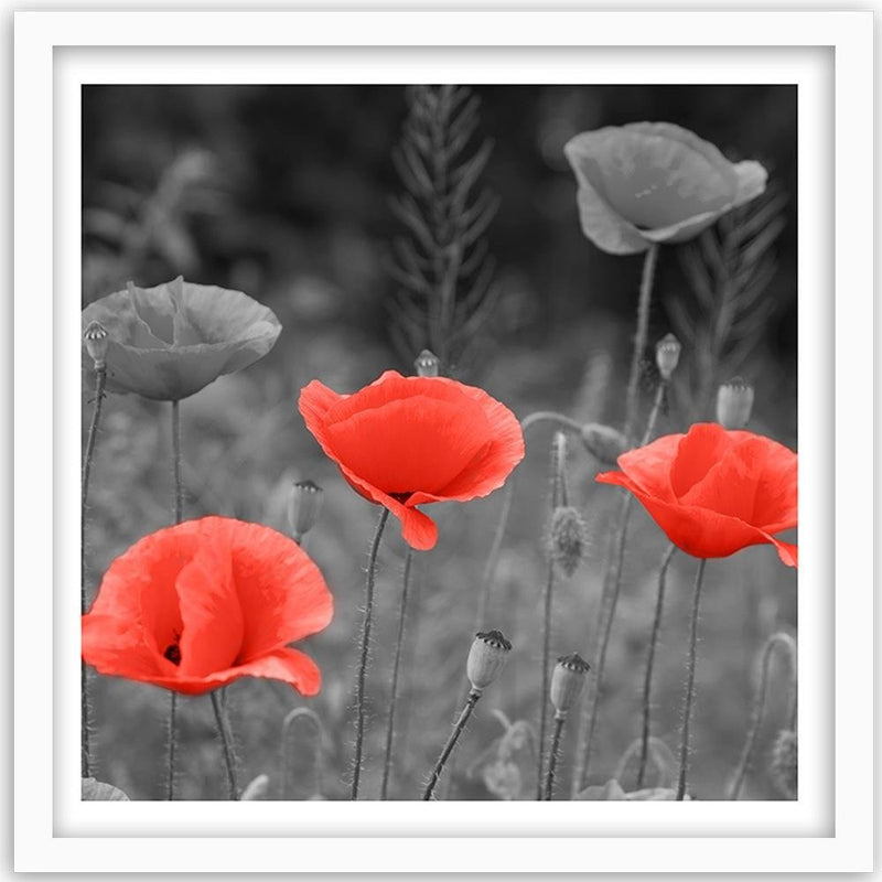 Glezna baltā rāmī - Poppies In The Meadow 