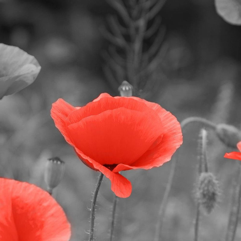 Glezna baltā rāmī - Poppies In The Meadow 