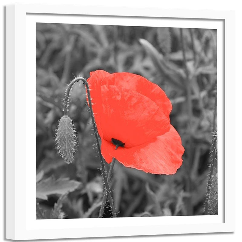 Glezna baltā rāmī - Red Poppy In Gray 