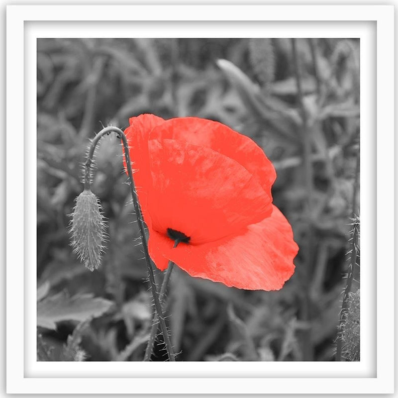 Glezna baltā rāmī - Red Poppy In Gray 