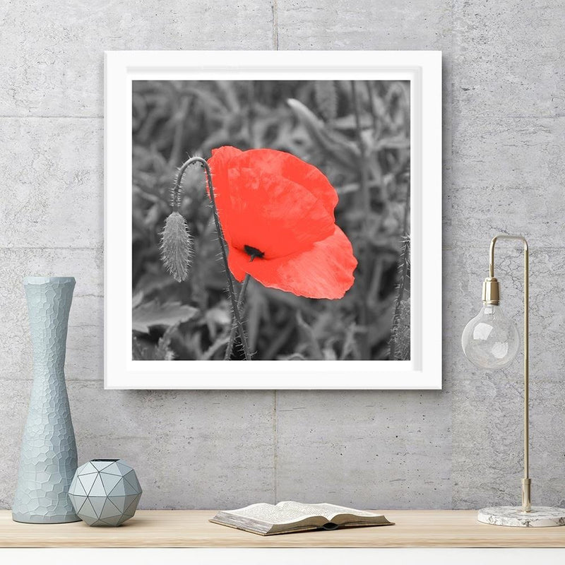 Glezna baltā rāmī - Red Poppy In Gray 