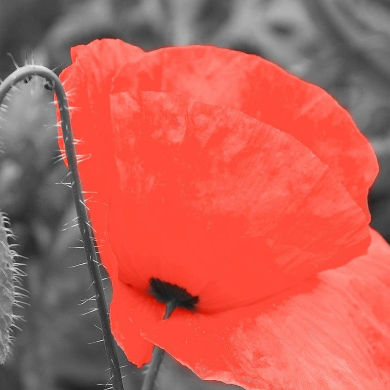 Glezna baltā rāmī - Red Poppy In Gray 