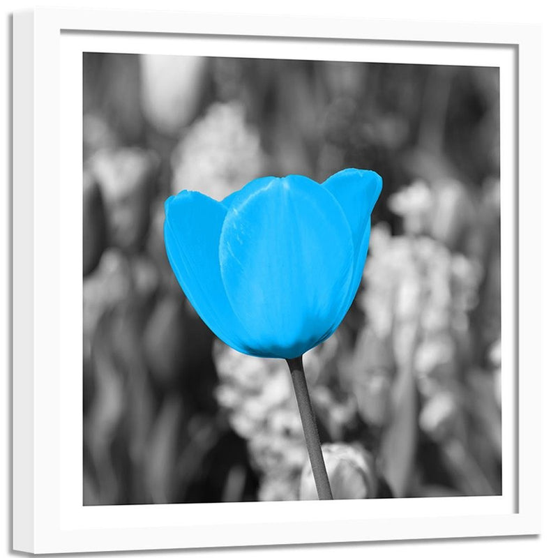 Glezna baltā rāmī - Blue Tulip 