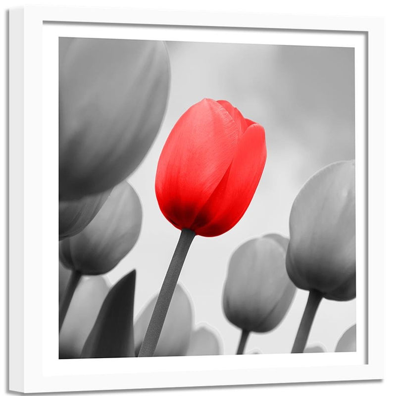 Glezna baltā rāmī - Red Tulip In Gray 