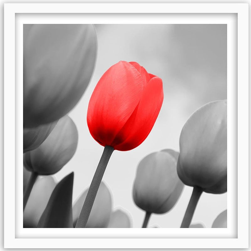 Glezna baltā rāmī - Red Tulip In Gray 