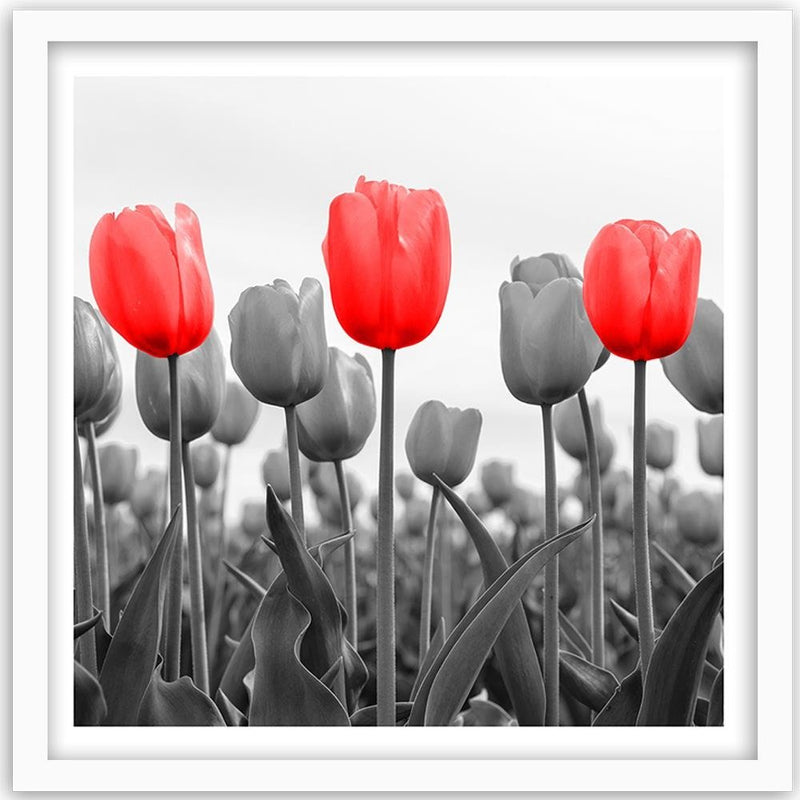 Glezna baltā rāmī - Red Tulips On The Meadow 