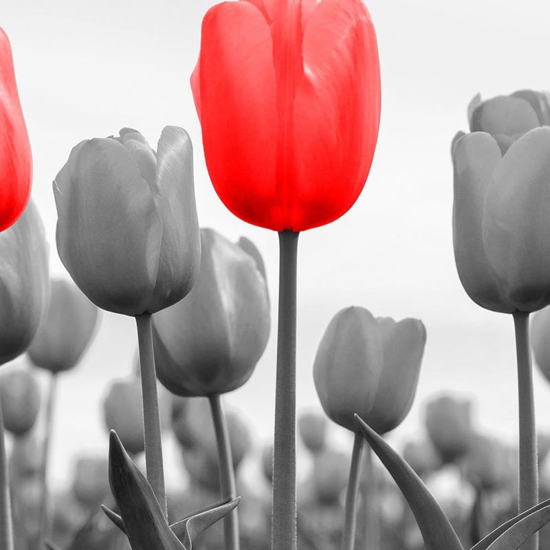 Glezna baltā rāmī - Red Tulips On The Meadow 