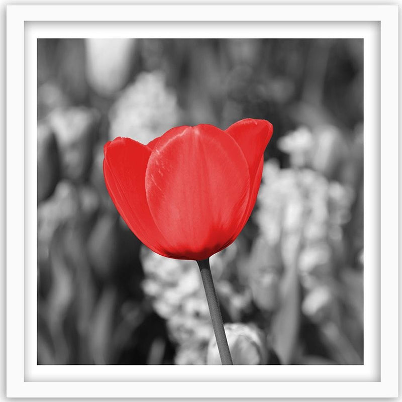 Glezna baltā rāmī - Red Tulip On The Meadow 